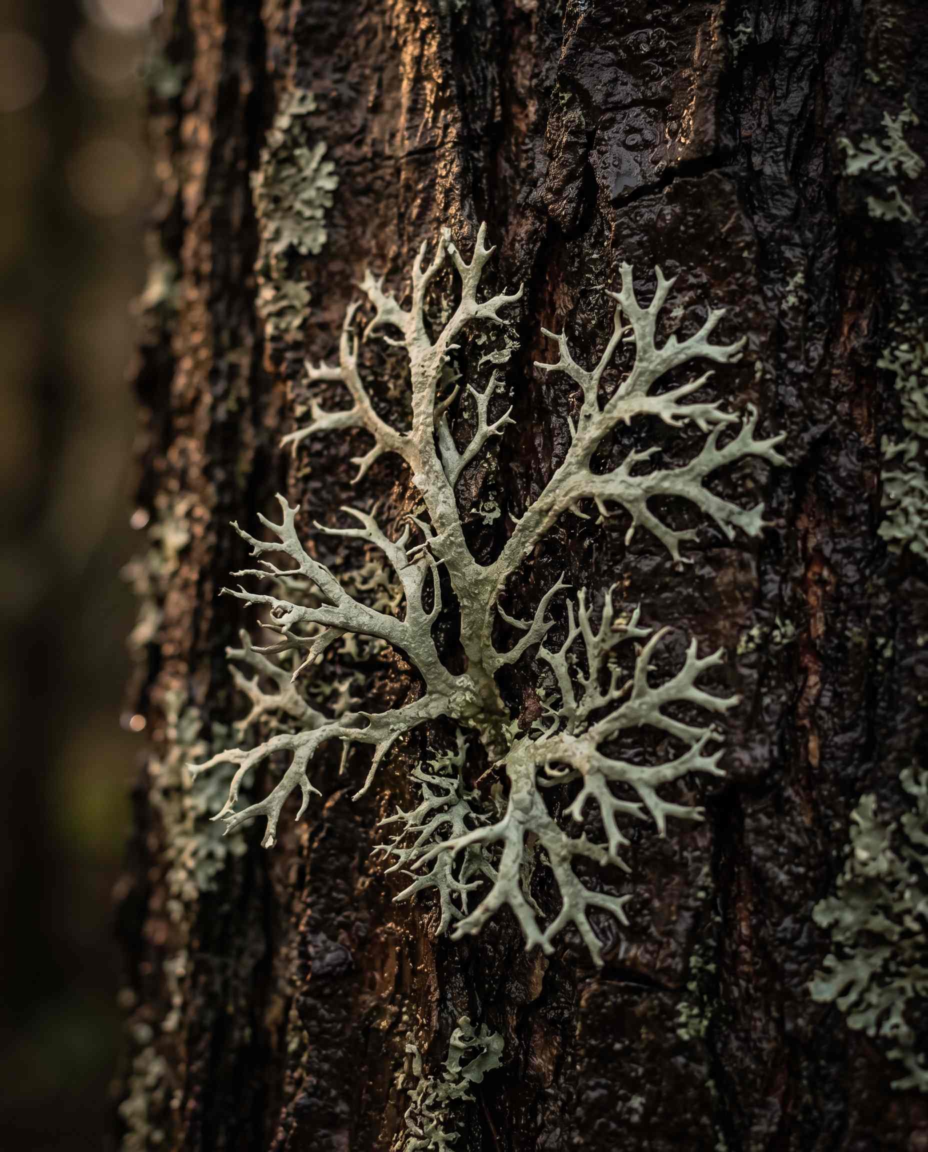Árbol Genealógico